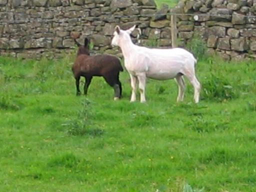 Lulu the lamb next to mum at Cornhills Farm.